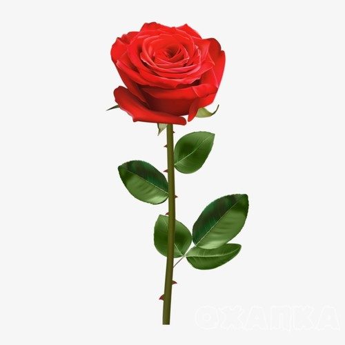 Голландские Розы 1шт 60см